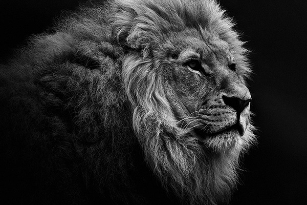 Lion Web Image